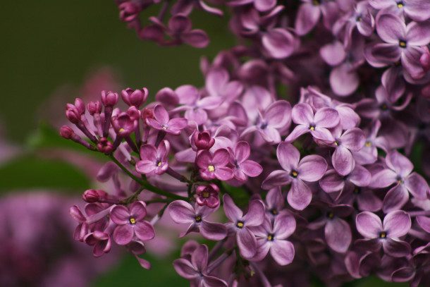 History & Lilacs | Lombard Park District